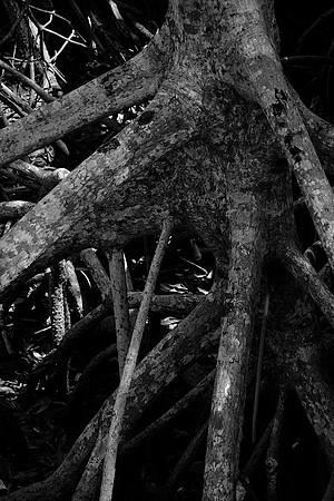 MangroveRoots-DSC01451-v2-6000