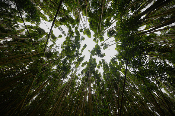 BambooForest-DSC_0652-adjusted