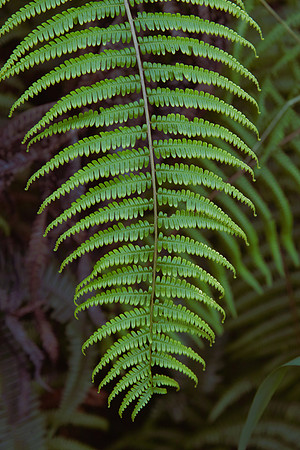 Hawaii-Fern-SDQH2512