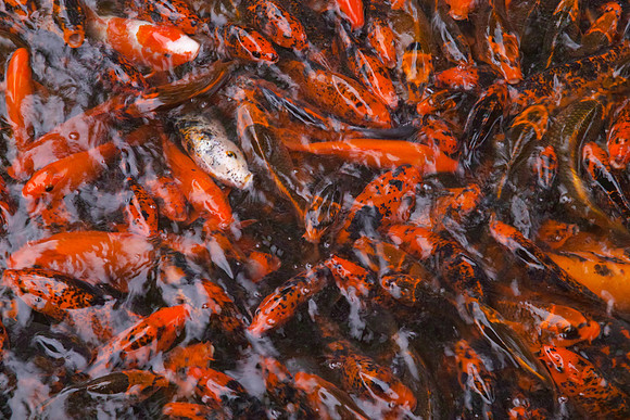 Hawaii-Koi-SDQH3088