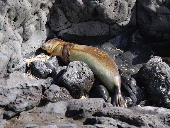 Hawaii-MonkSeal-SDQH2999-crop