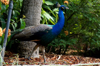 FlamingoGardens-DSC06267-web1600
