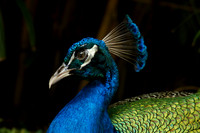 FlamingoGardens-DSC06222-web1600