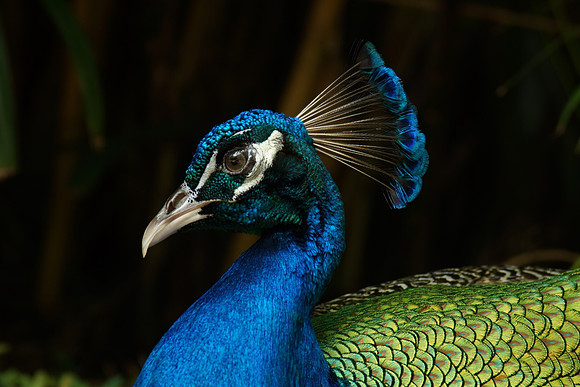 FlamingoGardens-DSC06222-web1600