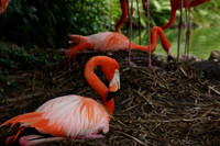 FlamingoGardens-DSC06365-web1600