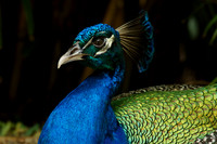 FlamingoGardens-DSC06224-web1600