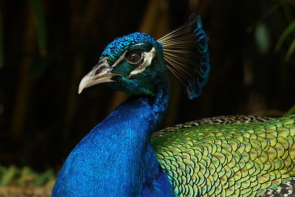 FlamingoGardens-DSC06224-web1600