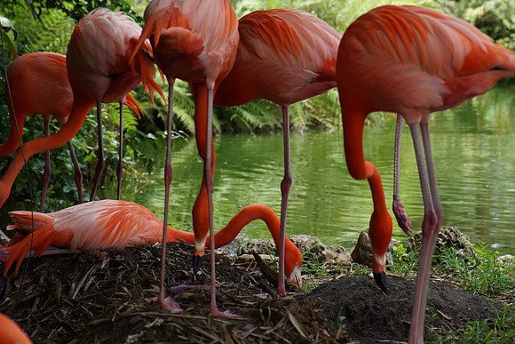 FlamingoGardens-DSC06385-web1600
