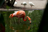 FlamingoGardens-DSC06324-web1600