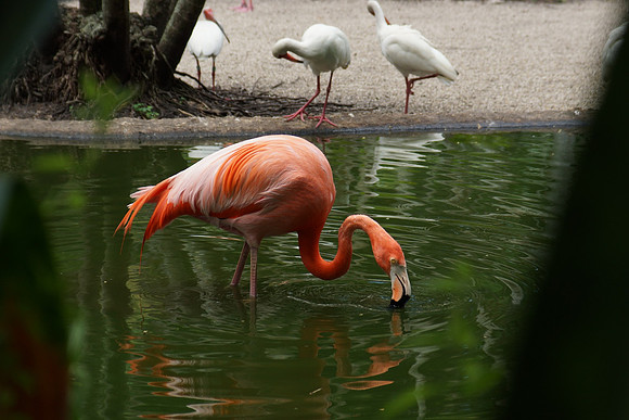 FlamingoGardens-DSC06324-web1600