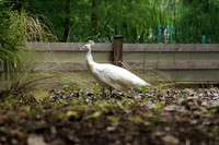 FlamingoGardens-DSC06307-web1600