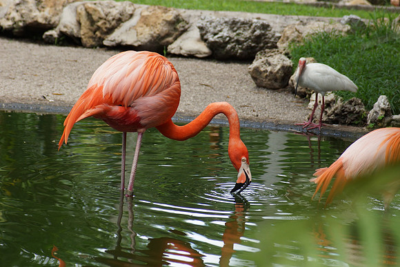 FlamingoGardens-DSC06353-web1600