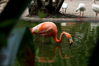 FlamingoGardens-DSC06323-web1600