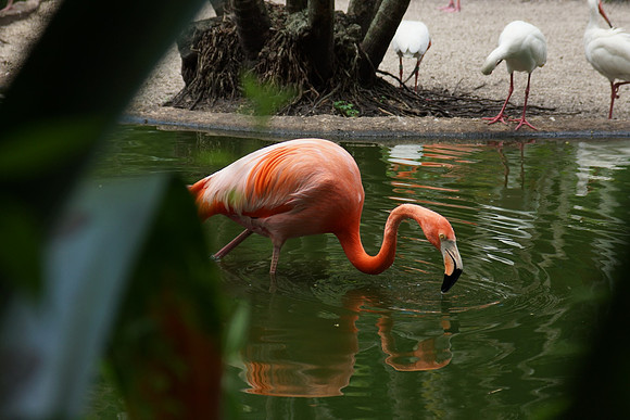FlamingoGardens-DSC06323-web1600