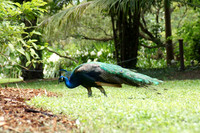 FlamingoGardens-DSC06299-web1600