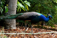 FlamingoGardens-DSC06270-web1600
