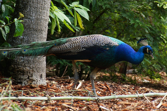 FlamingoGardens-DSC06270-web1600