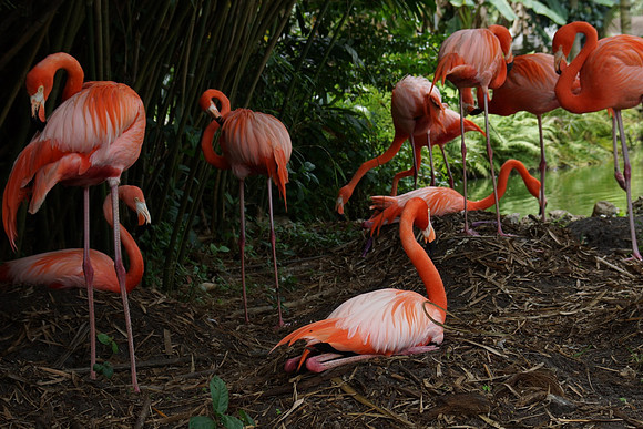FlamingoGardens-DSC06379-web1600