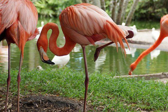 FlamingoGardens-DSC06387-web1600