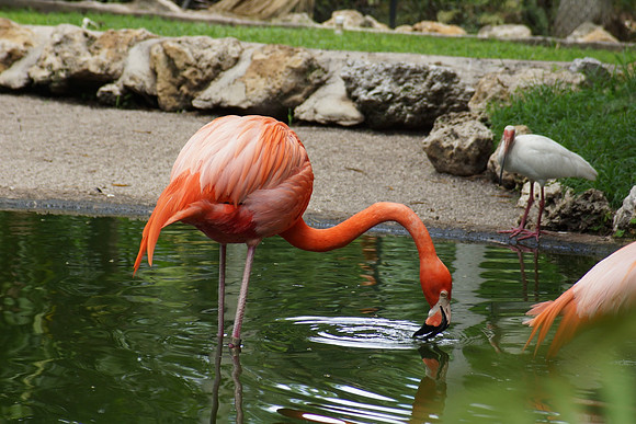 FlamingoGardens-DSC06352-web1600