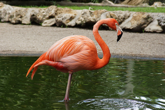 FlamingoGardens-DSC06348-web1600