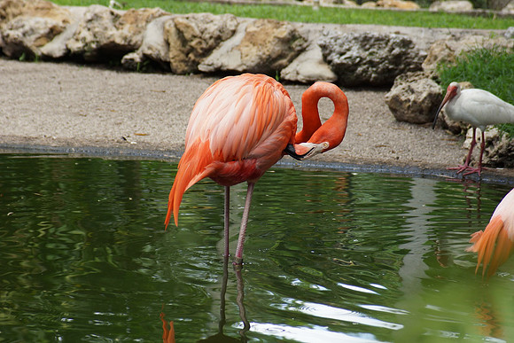FlamingoGardens-DSC06350-web1600