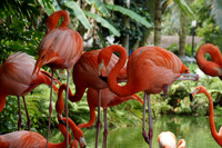 FlamingoGardens-DSC06370-web1600