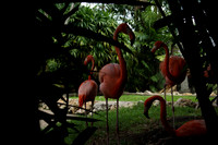 FlamingoGardens-DSC06343-web1600