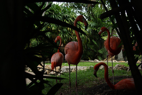 FlamingoGardens-DSC06343-web1600