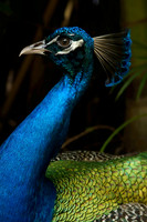 FlamingoGardens-DSC06259-web1600