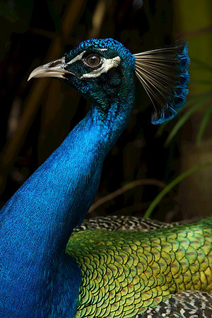 FlamingoGardens-DSC06259-web1600