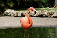FlamingoGardens-DSC06344-web1600