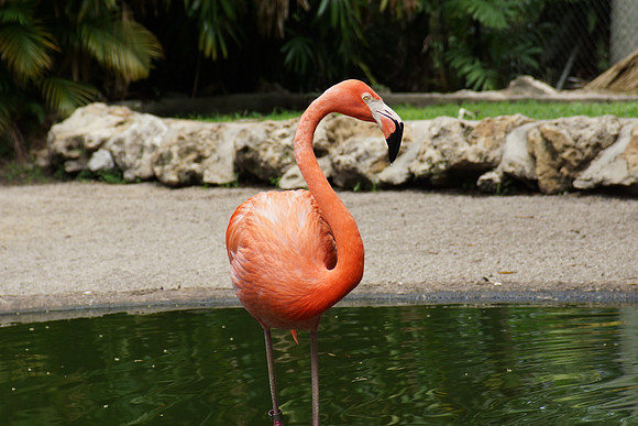 FlamingoGardens-DSC06344-web1600