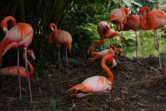 FlamingoGardens-DSC06378-web1600