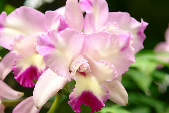 Pink Orchids
