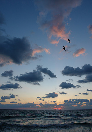 PellicansAtSunrise.jpg