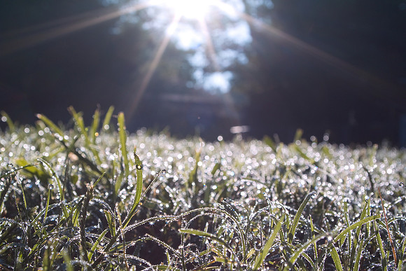 Morning Dew Kaye Will Never See