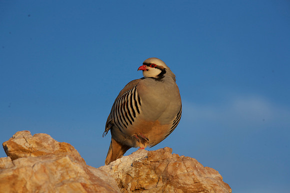 Chukar-IMG_6552