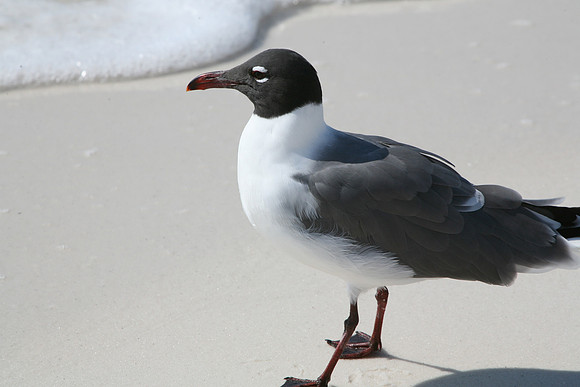 DestinSeaGull-IMG_5936