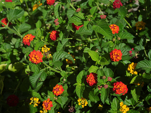 _DSF4496-3000
