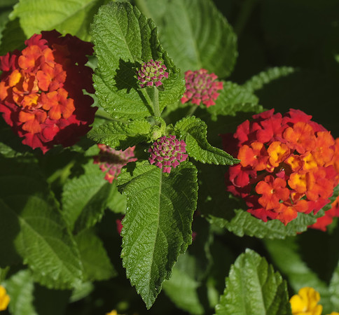 _DSF4496-crop