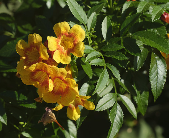_DSF4601-crop