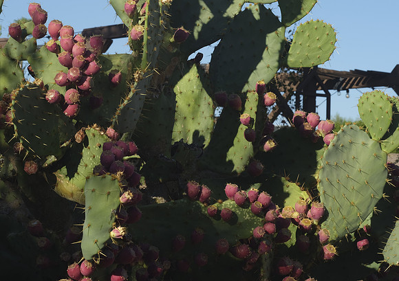 _DSF4607-crop