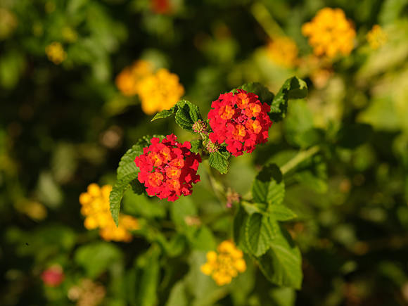 DSCF8066