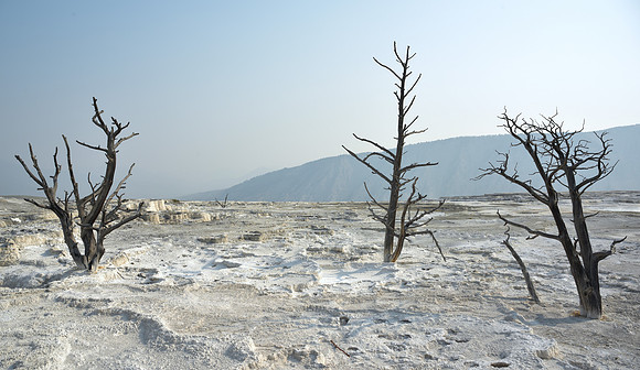 SkeletonsOfTrees-DSC_1564