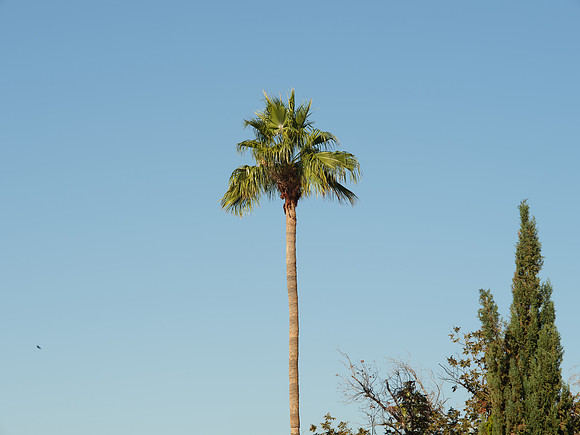 DSCF8124