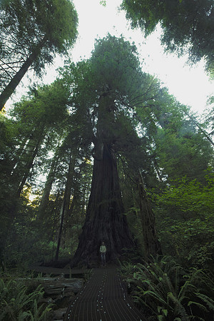 InTheGroveOfTheTitans-SDIM2576-adjusted