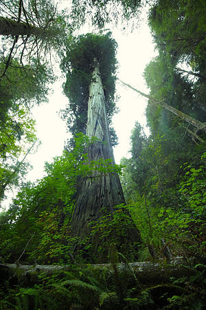 TitanTree-SDIM2564