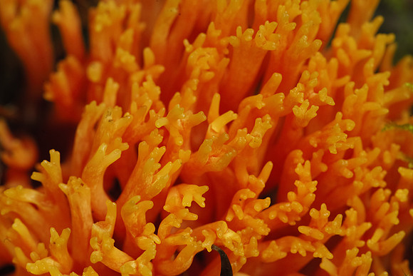 RedCoralFungus-SDIM2951