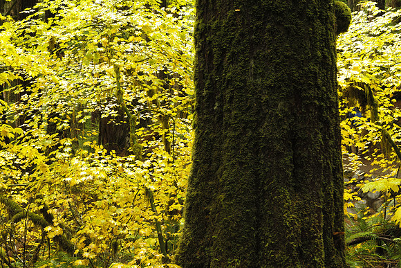 SDIM2903